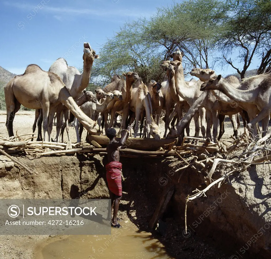 A Samburu man waters his camels from a Waterhole his family has dug in the Milgis lugga - a wide, seasonal watercourse that is a lifeline for pastoralists living in the low-lying, semi-arid region of Samburuland.  The dead wood and branches surrounding the Waterhole are put there to prevent wild animals, especially elephants, trampling down the sides of the hole at night.