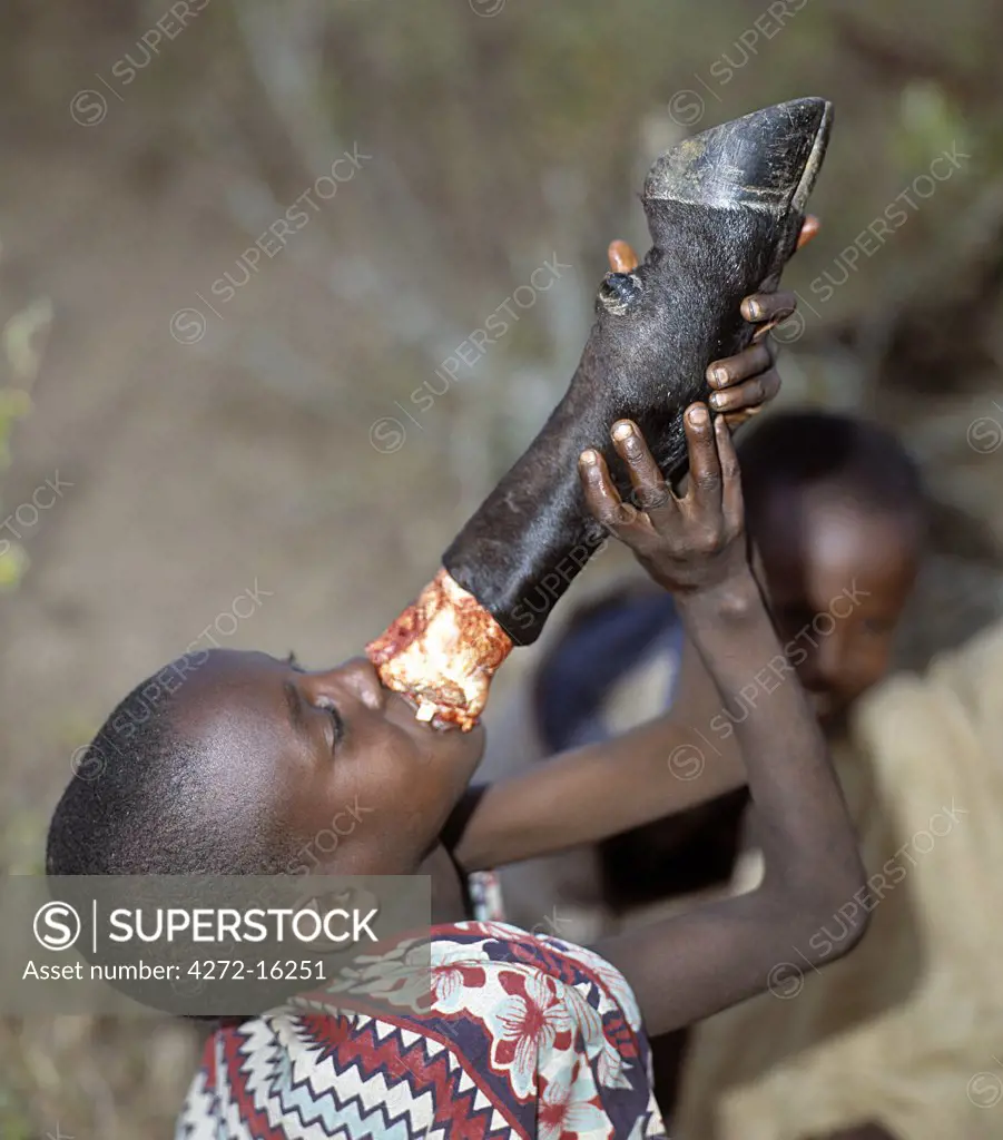 A young Samburu boy sucks marrow from the leg of a freshly slaughtered ox. Marrow is a much sought-after delicacy.