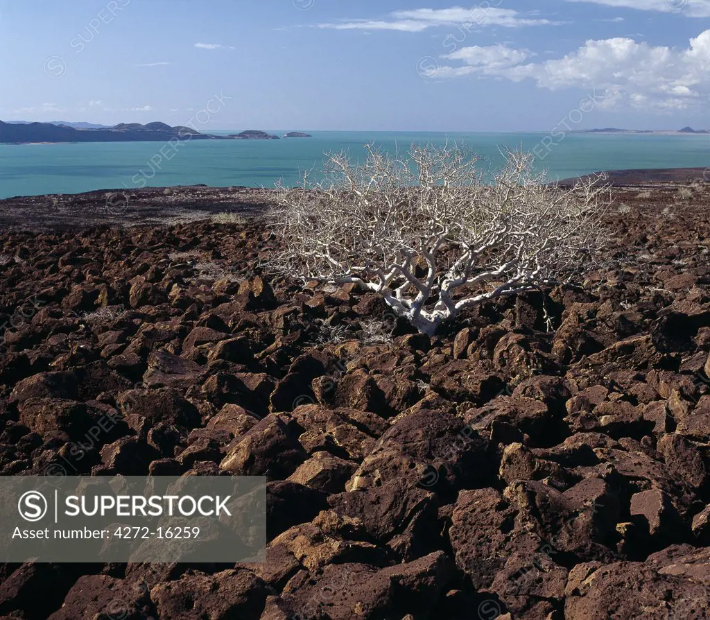 A commiphora  tree struggles to survive among basalt boulders - an aftermath of Pleistocene volcanic activity - that litter the countryside at the inhospitable southeast corner of Lake Turkana. The remarkable colour of the lake's alkaline water is caused by green algae with high chlorophyll concentrations.  People often refer to the lake as the Jade Sea.