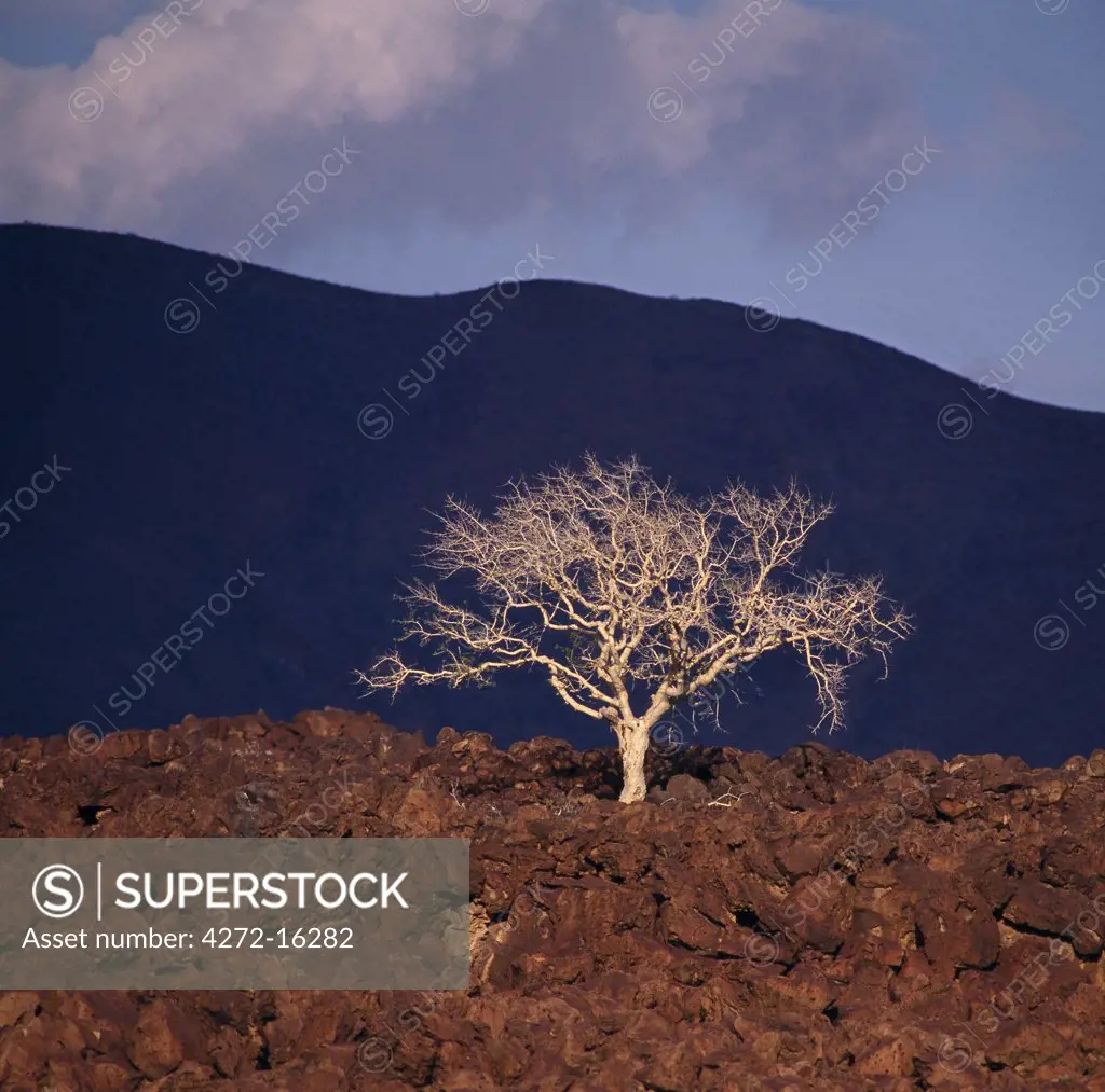 A Commiphora tree struggles for survival in a confused jumble of basalt lava boulders, reddened by the setting sun.  Extensive lava fields are an unpleasant feature of southern Turkanaland.