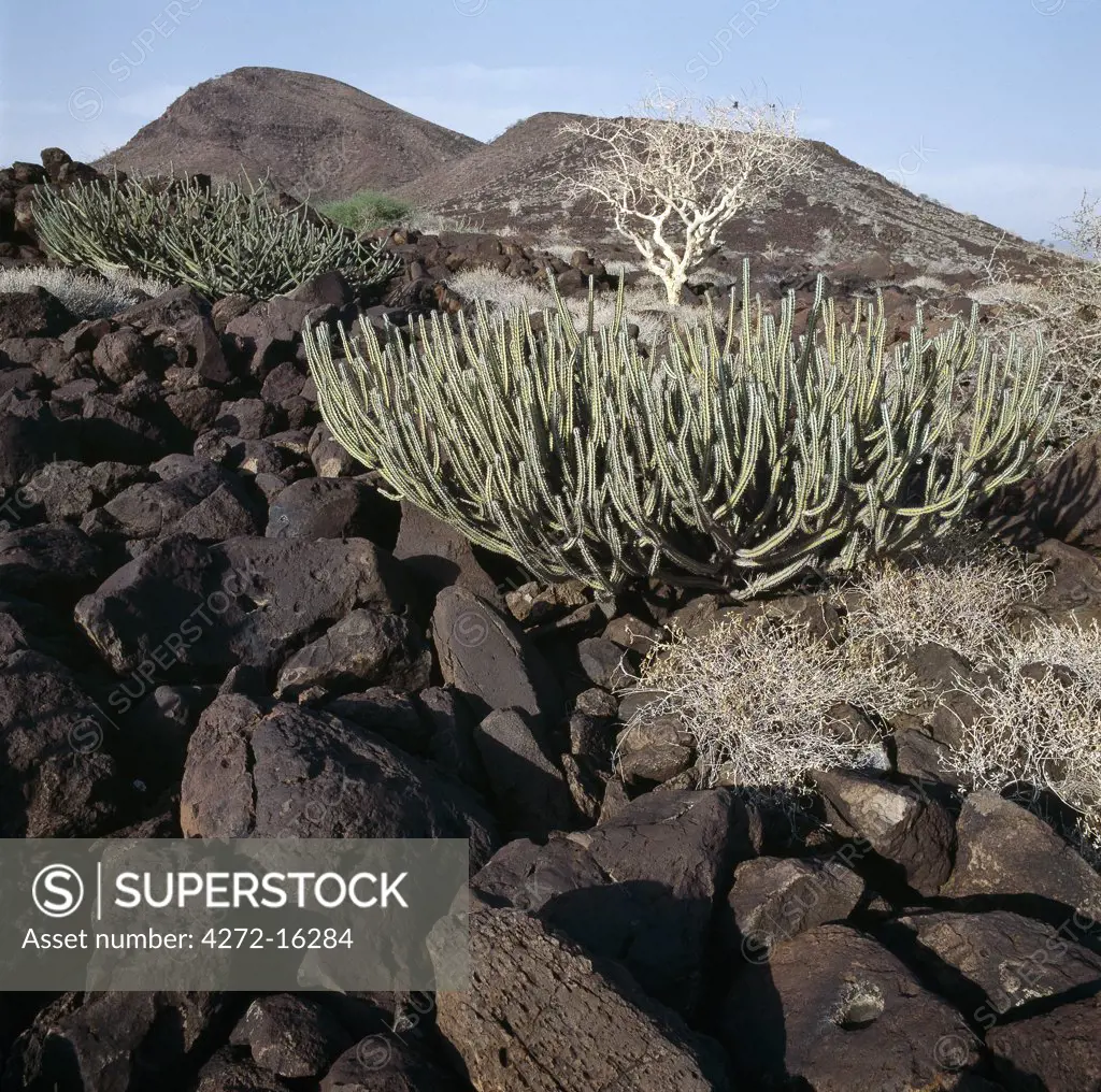 Euphorbia shrubs thrive among a confusion of basalt  lava boulders at the southern end of Lake Turkana, near Sirima. Extensive lava fields in this region are an aftermath of Pleistocene volcanic activity and make walking a perfect misery.