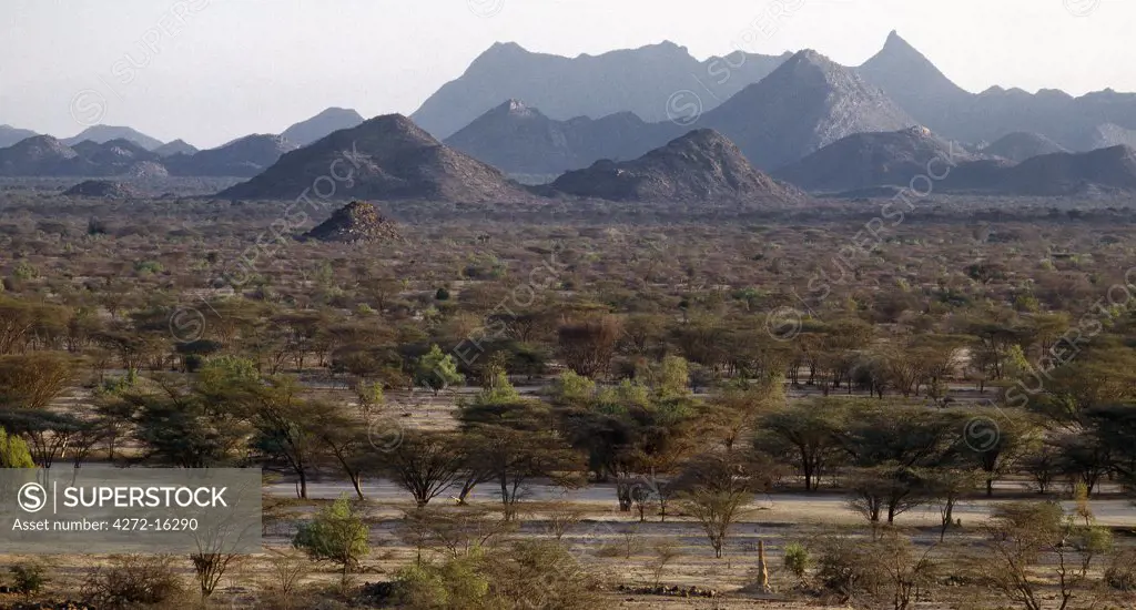 As weeks without rain turn into months, the vegetation of the semi-arid thorn scrub country of south Turkana district begins to turn brown and many trees shed their leaves.  The sharp peak of the impressive mountain range is called Kakurotom.