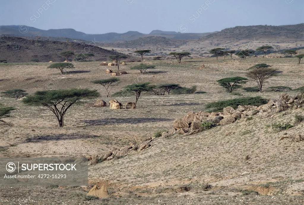 Flat-topped acacia trees and dome-shaped Turkana homesteads dot the landscape at Nachola - a semi-arid region with sparse vegetation.  Large deposits of petrified wood nearby are evidence of a very different climate and vegetation millions of years ago.