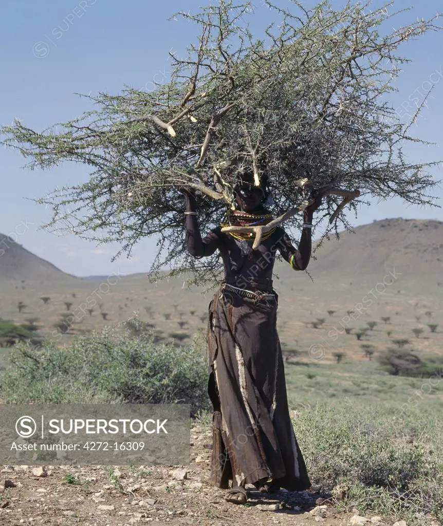 The responsibilities and chores of Turkana women are never-ending. Here, a woman return home balancing on her head a load of acacia thorn scrub, which she will use to fence the family's stock pens.