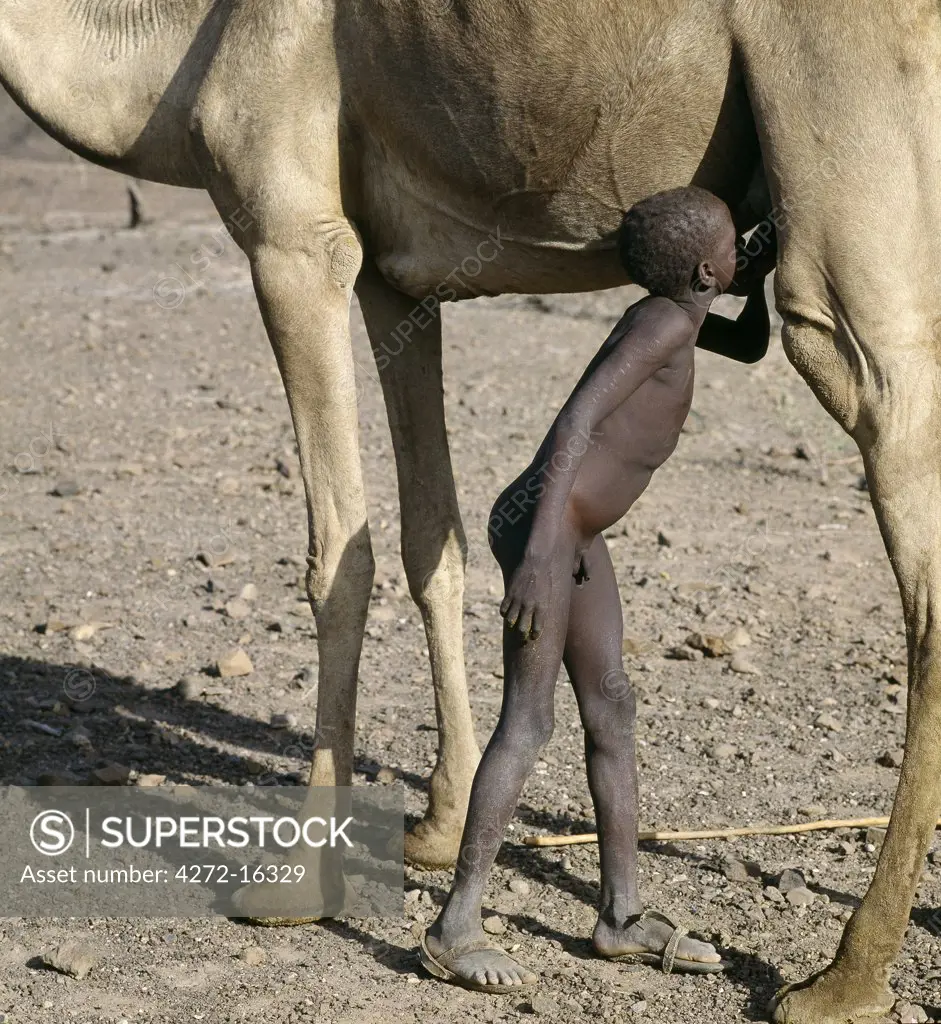 A young Turkana herdsboy sneaks a drink of milk straight from a camel's udder. Camels are important to stockowners in the arid regions of Turkanaland since they are browsers and can be milked up to five times a day
