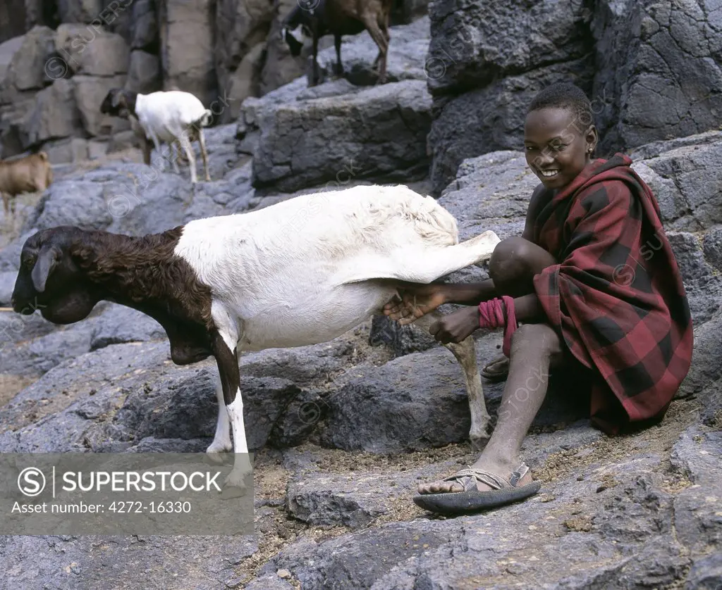A Turkana herdsboy sneaks a drink of milk from a fat-tailed ewe.
