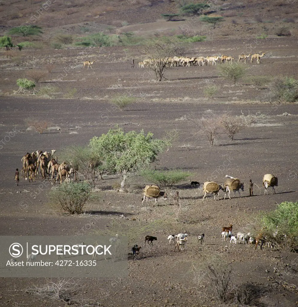 The nomadic Turkana move their stock camps frequently in search of better pasture. At the height of the dry season when grazing and water are scarce, they might move every three days.