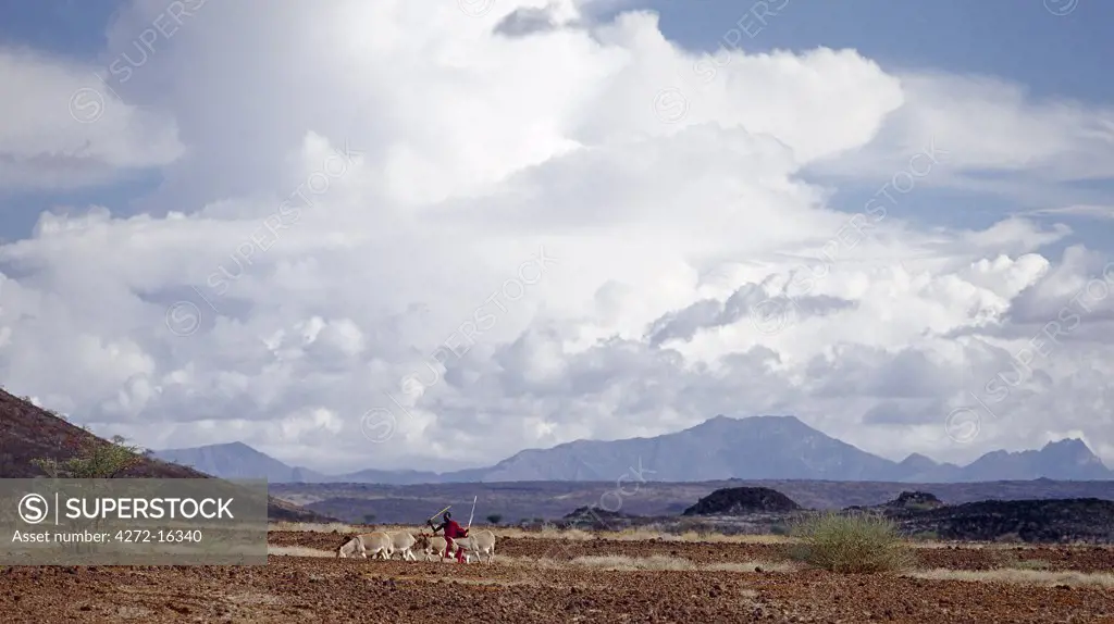 A Turkana man drives his donkeys through lava fields as clouds gather above Mount Nyiru.
