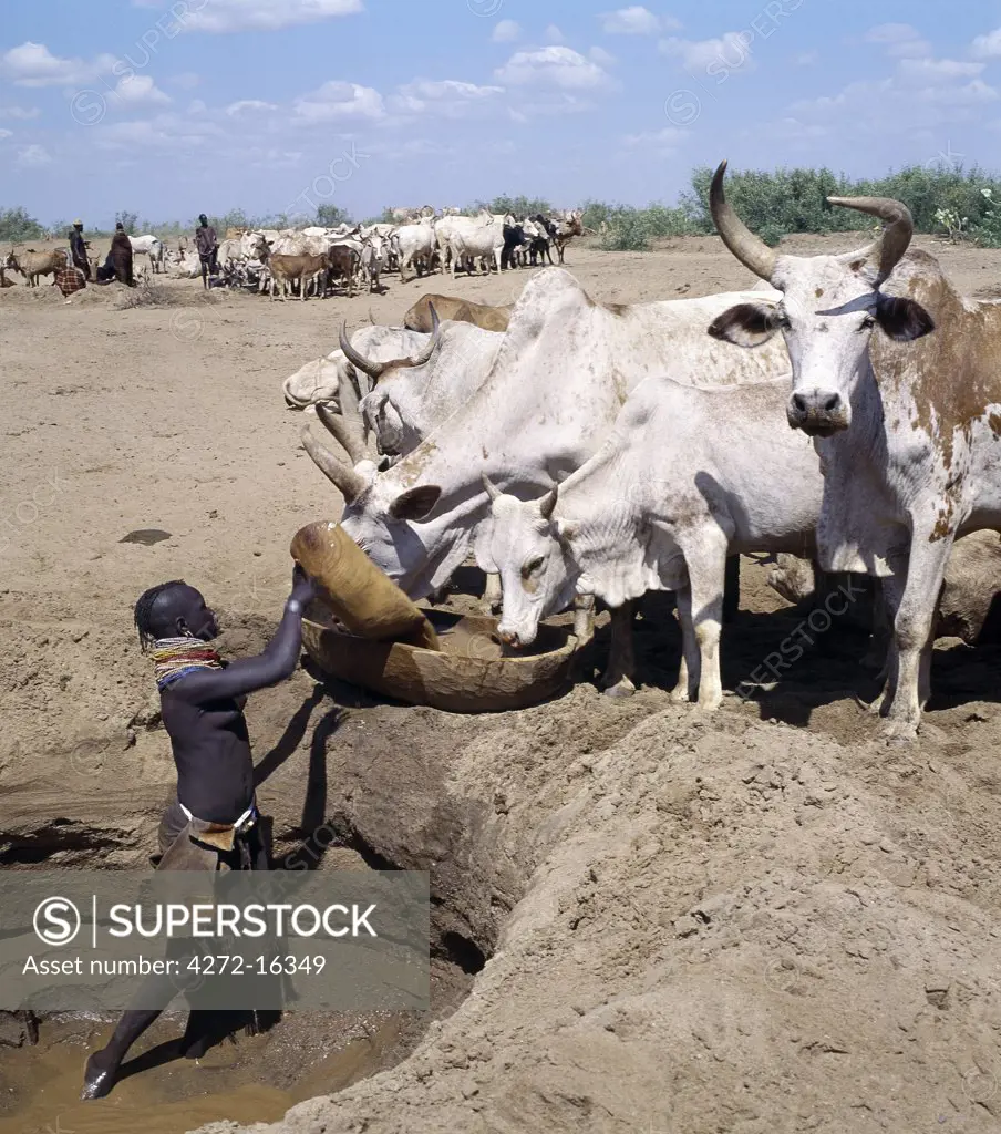 Turkana women and girls are responsible for watering livestock, which is unusual among pastoral societies. Here, a girl waters cattle from a Waterhole dug in the sand of a seasonal watercourse.  The Turkana manipulate the horns of their ox's into perfect symmetry or any whimsical shape that takes the owner's fancy.