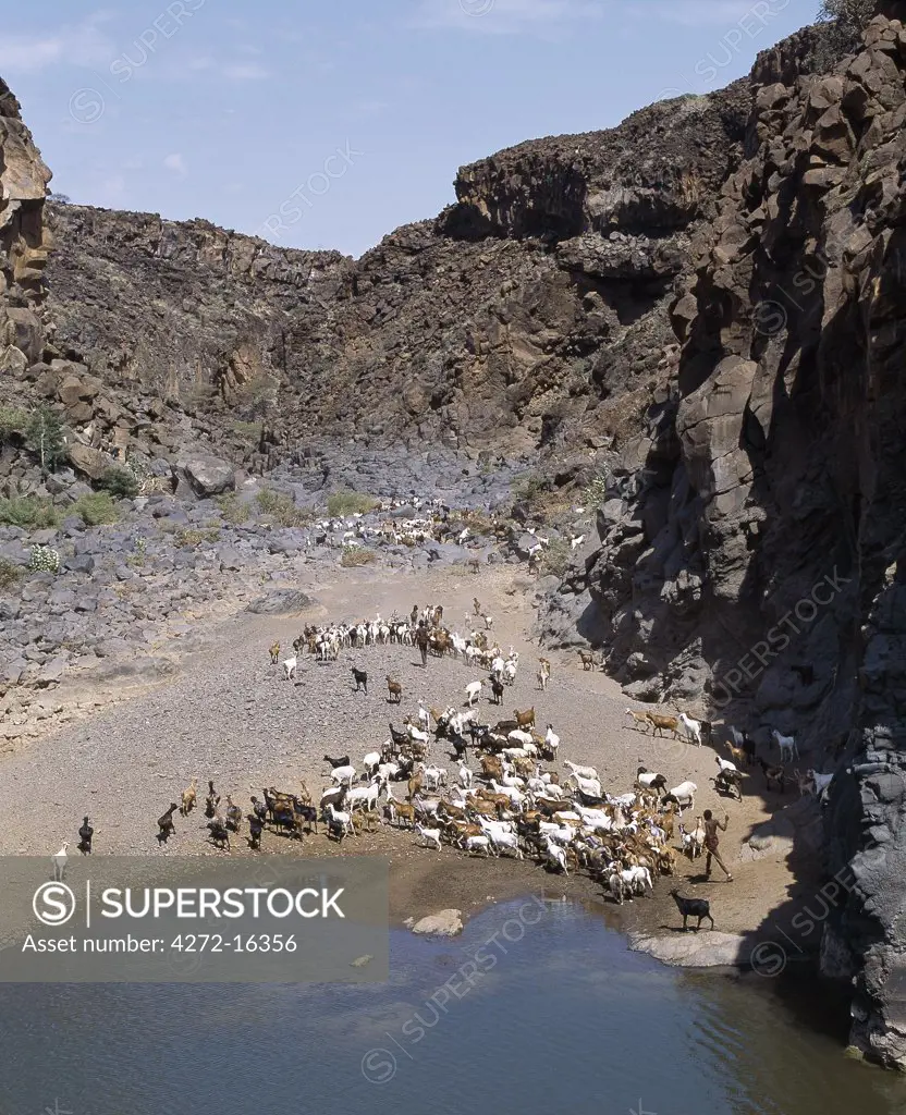The natural rock pools along the Sirima lugga (seasonal watercourse) are important to the Turkana and their livestock in an otherwise waterless, rocky region at the southern end of Lake Turkana.  In a year of average rainfall, water in the deepest pools will last throughout the year.