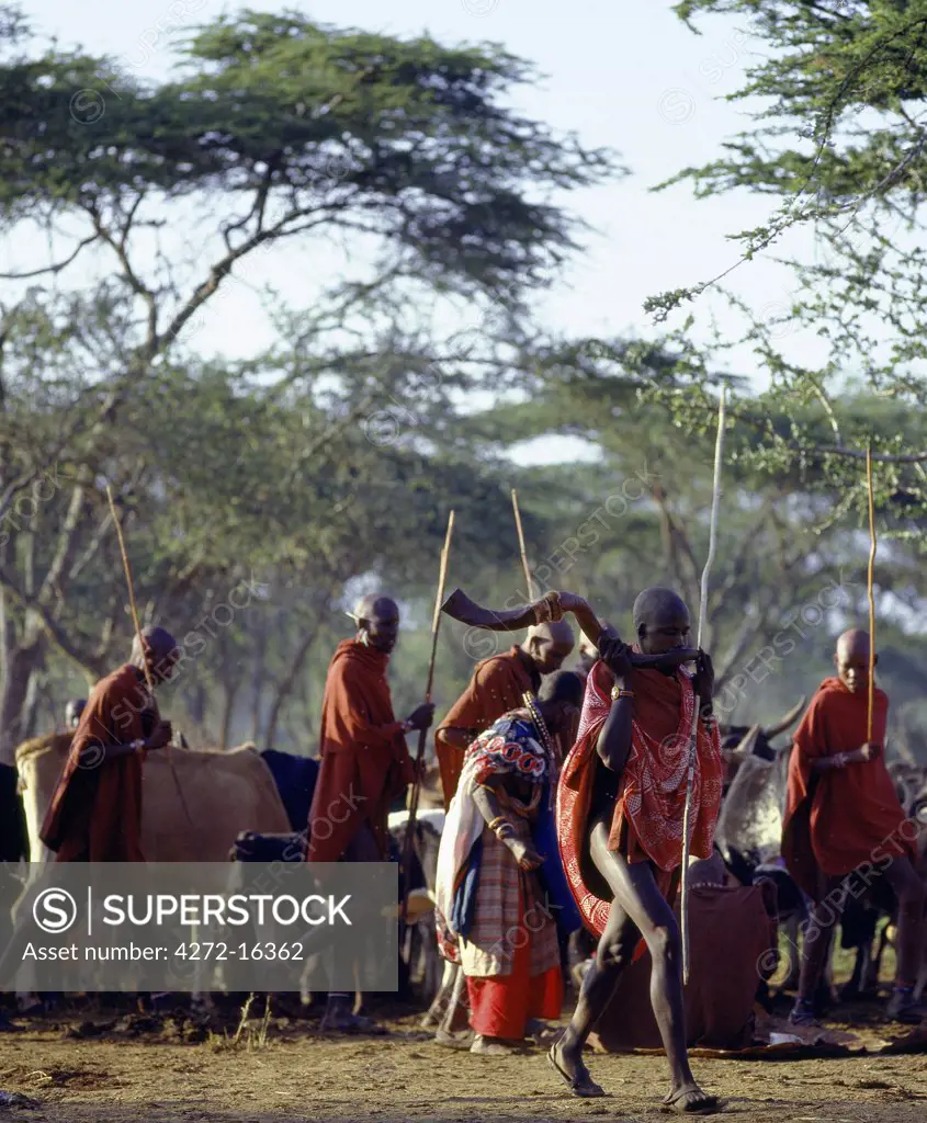 One of the most important Maasai ceremonies is the eunoto when warriors become junior elders. Early one morning before the cattle are taken to pasture, their mothers shave their long ochred locks, which makes their appearance very different. One initiate can be seen blowing a Kudu horn trumpet.