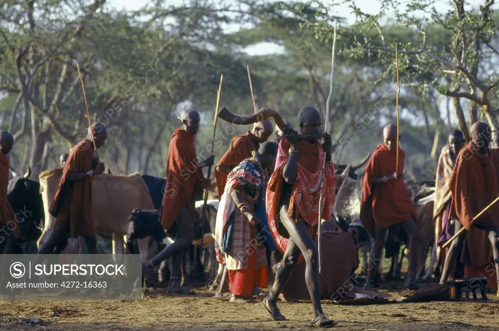 One of the most important Maasai ceremonies is the eunoto when warriors become junior elders. Early one morning before the cattle are taken to pasture, their mothers shave their long ochred locks, which makes their appearance very different. One initiate can be seen blowing a Kudu horn trumpet.