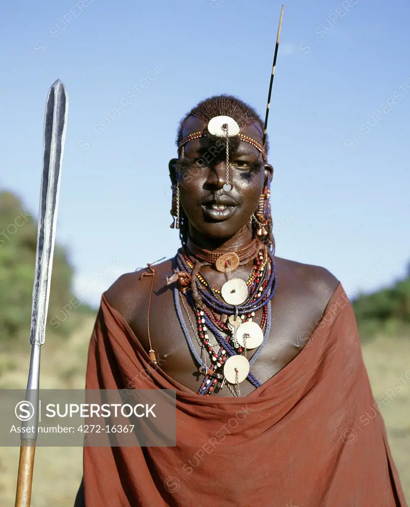 A Maasai warrior in full regalia. He has stuck a porcupine quill in his beaded headband to add to his other decorations. His long, Ochred plaits have been drawn forward from the crown of his head  and tied in three bunches.
