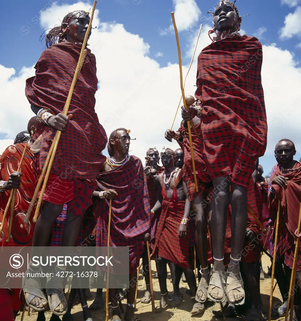 During their dances, Maasai warriors take turns to leap high in the air from a standing position without bending their knees. They achieve this by flexing their ankles in a seemingly effortless way .