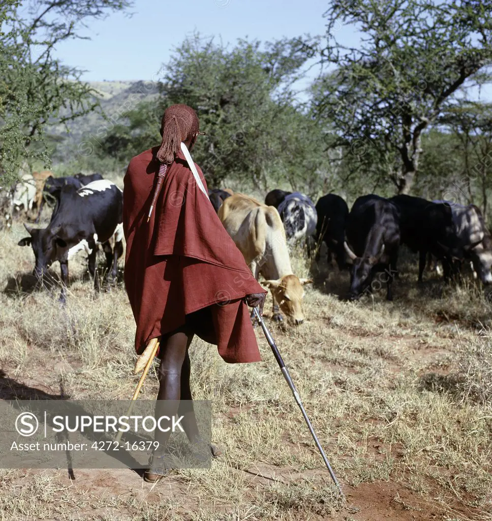 A Maasai warrior resplendent with his long ochred braids tied in a pigtail watches over his family's cattle, spear in hand. The singular hairstyle of warriors sets them apart from other members of their society.