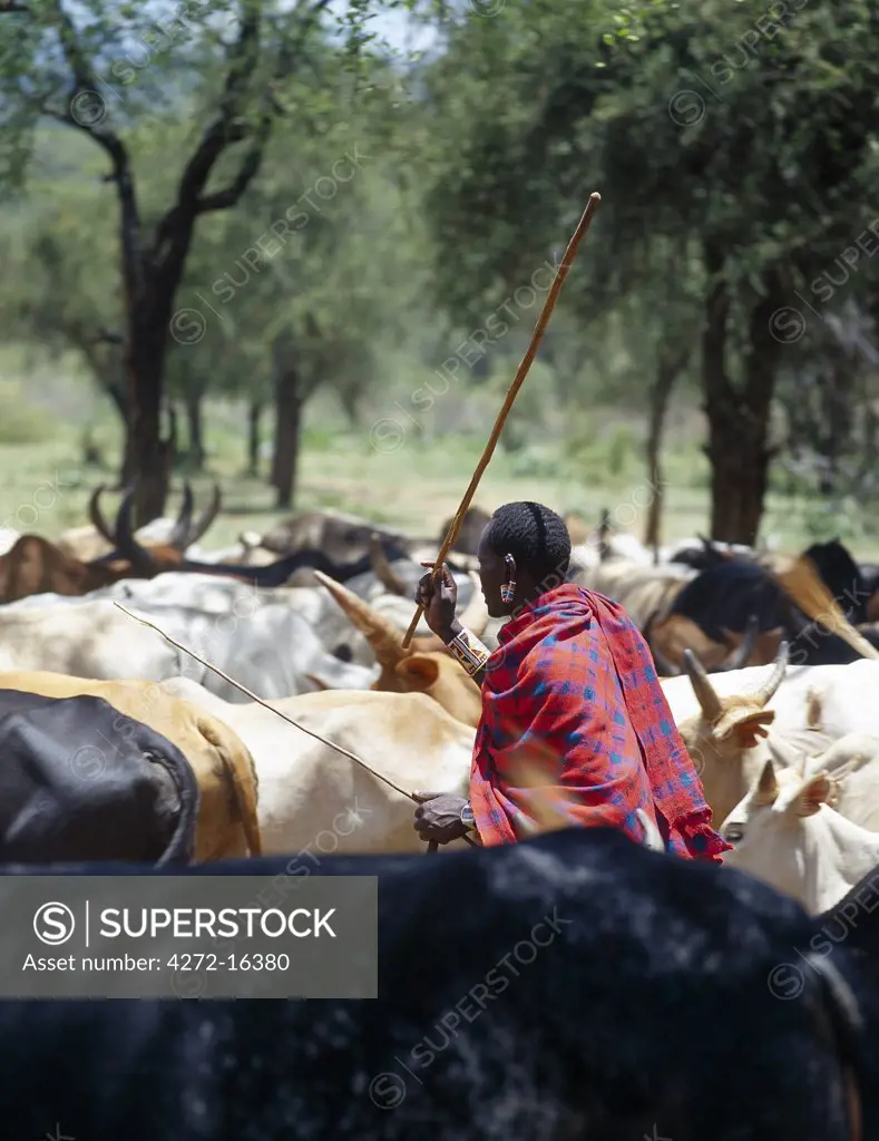 A Maasai elder herds his cattle near the foothills of Ol doinyo Orok (the Black Mountain).