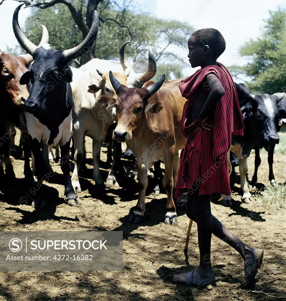 A Maasai boy herds his family's cattle near a waterhole in the foothills of Ol doinyo Orok (the Black Mountain).  Childhood is very short in Maasailand; children begin to help their parents at a young age and may never attend school.