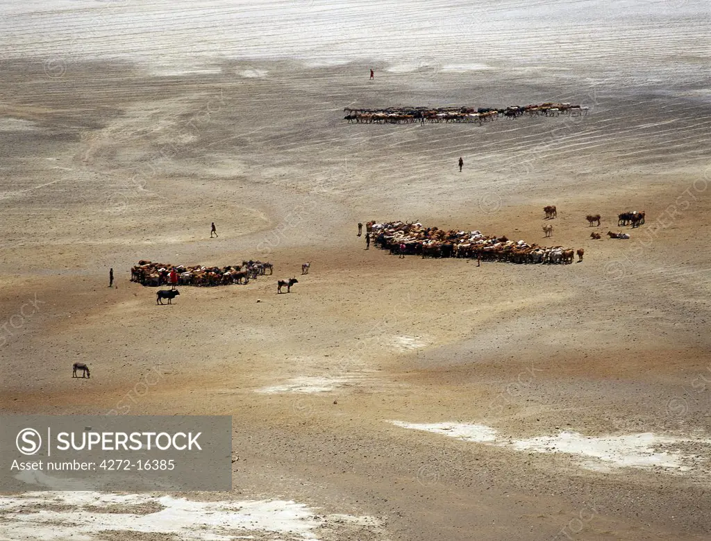 Maasai cattle on salt flats near Magadi wait their turn for water.  Cattle in this hot, semi-arid region of Kenya are watered every other day.