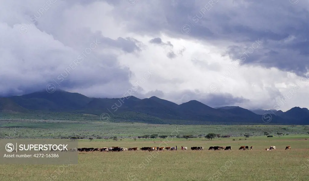 Maasai cattle graze the grasslands near the foothills of the Chyulu Hills, a range of volcanic hills of recent geological origin.