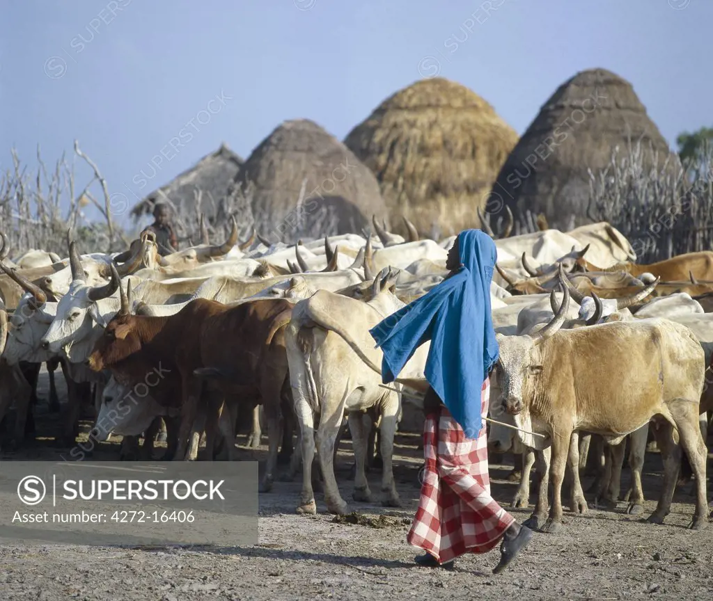 A young Galla herdsboy with his family's cattle outside their homestead.