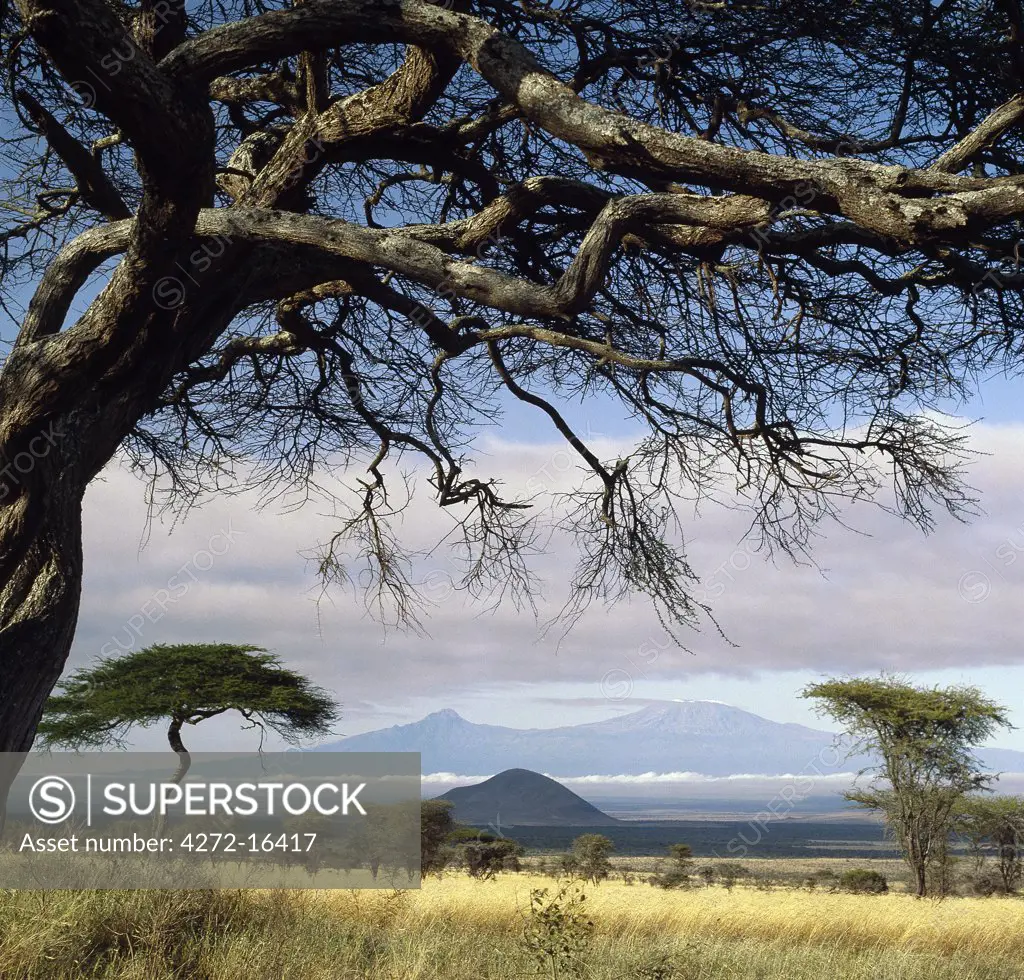 Framed by an Acacia tortilis, Mount Kilimanjaro is Africa's highest snow-capped mountain at 19,340 feet above sea level.