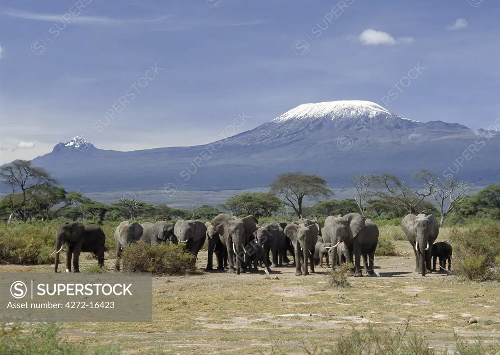 A herd of elephants (Loxodonta africana) pause beneath the snowcaps of Mount Kilimanjaro (19,340 feet) and Mawenzi (16,900 feet) in Amboseli National Park.