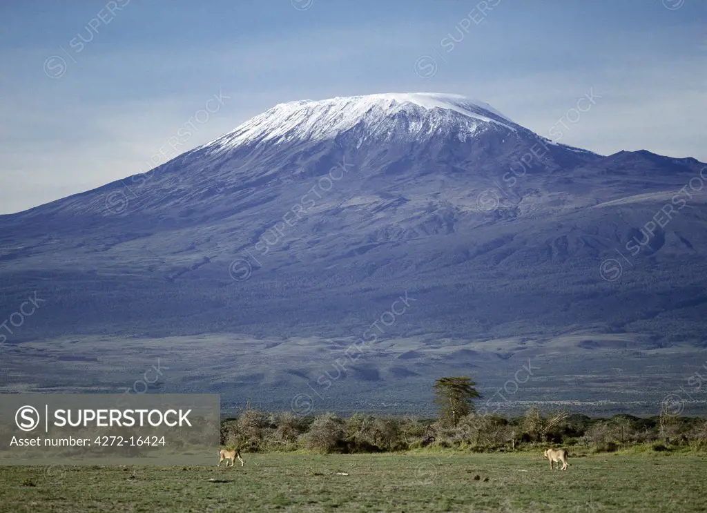 Two lionesses (Panthera leo) prowl beneath Mount Kilimanjaro, Africa's highest snowcapped mountain at 19,340 feet above sea level.
