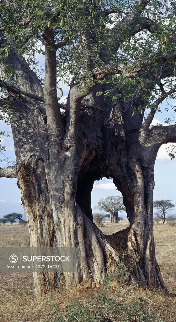 Elephant damage to a giant baobab tree (Adansonia digitata).  In the dry season when grass is scarce, elephants may have to rely on bark and browse to make up the 330 lb of  bulk food they need each day.