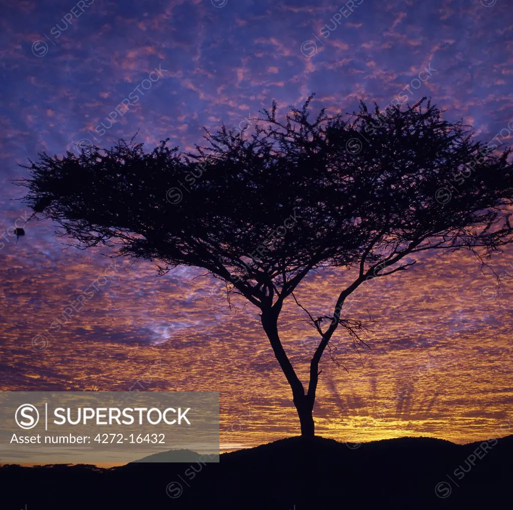 An Acacia tree silhouetted against a brilliant sunrise.