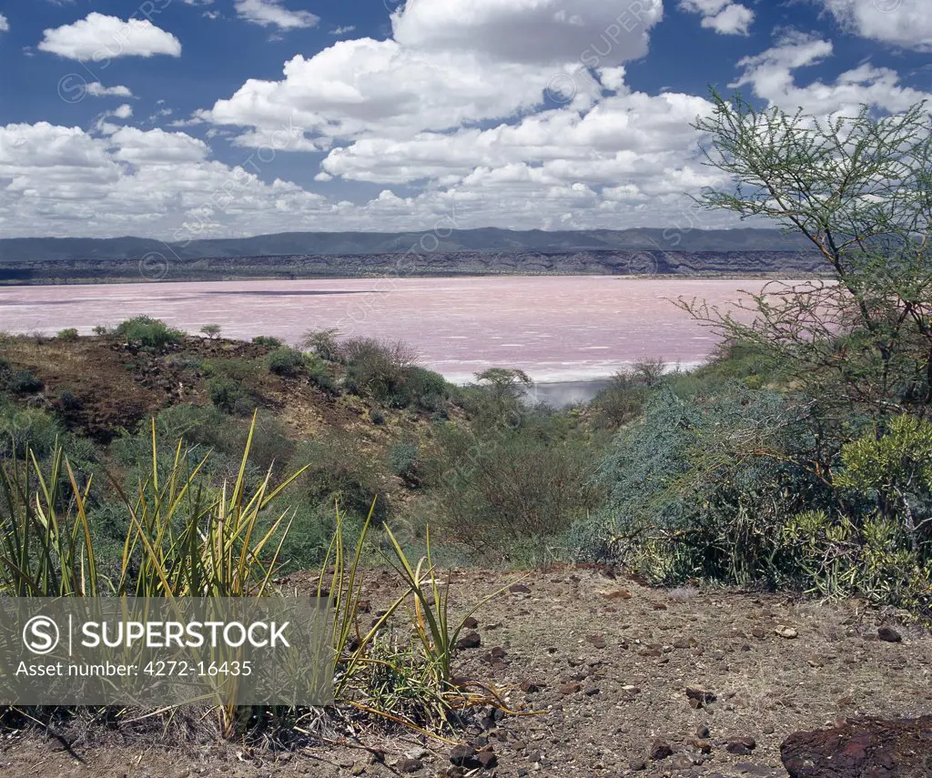 Lake Magadi, an alkaline lake of the Rift Valley system, is situated in a vey hot region of southern Kenya.  The pink tinged mineral encrustations are mined for a variety of commercial uses and are continually replenished from underground springs.
