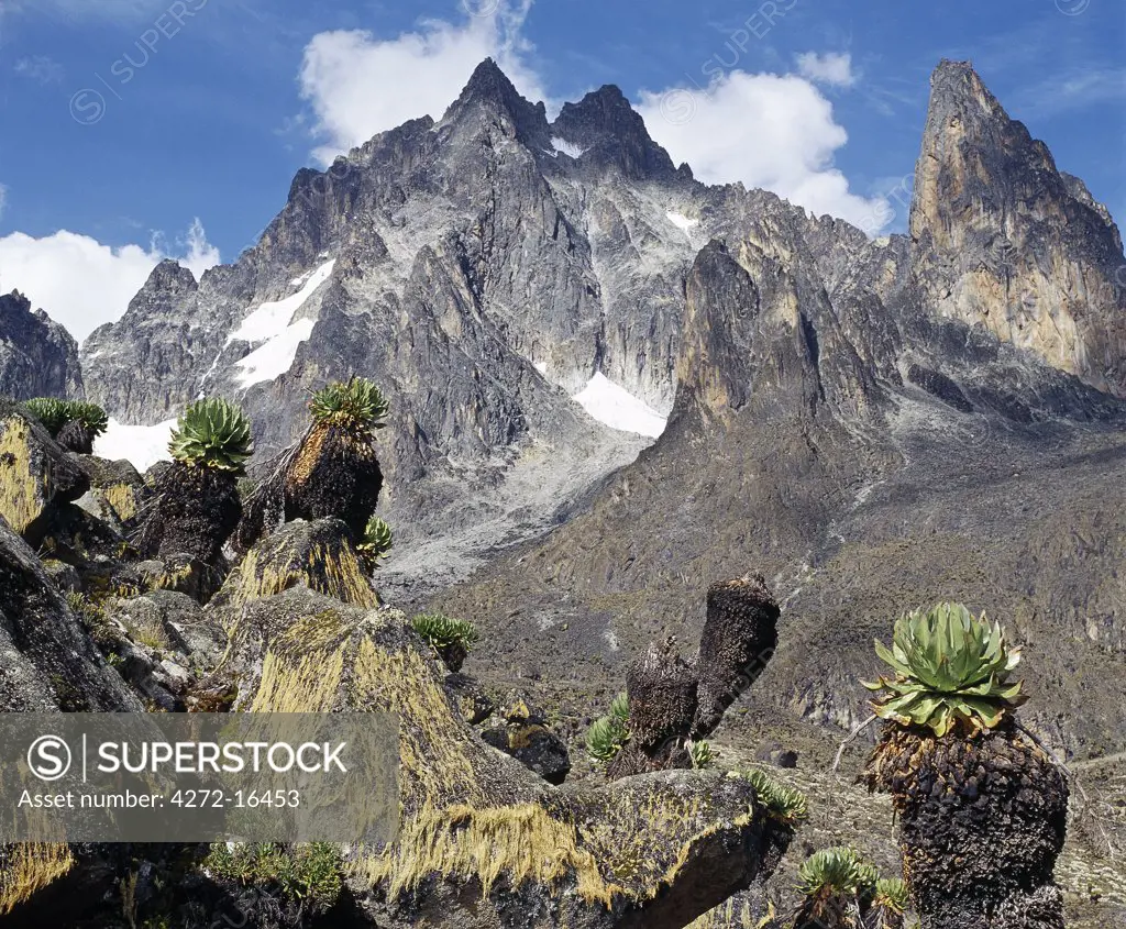 Mount Kenya is Africa's second highest snow-capped mountain.  The highest peak, Batian, is 17,058 feet and the peak to its right, Nelion, is 17,022 feet. The plants in the foreground are giant groundsels or tree senecios (Senecio johnstonii  ssp battiscombei), one of several plant species displaying afro-montane gigantism that flourish above 10,000 feet.