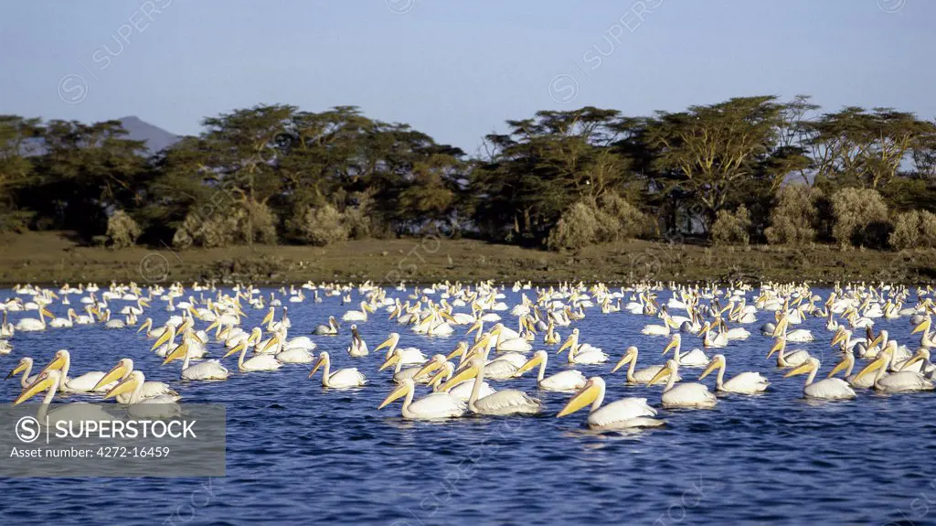 A 'flotilla' of Great White Pelicans (Pelecanus onocrotalus) on Lake Naivasha, one of two freshwater lakes of the central section of the Eastern Rift ( known as the Gregory Rift) and the highest lake of the Great Rift system (6,181 feet).