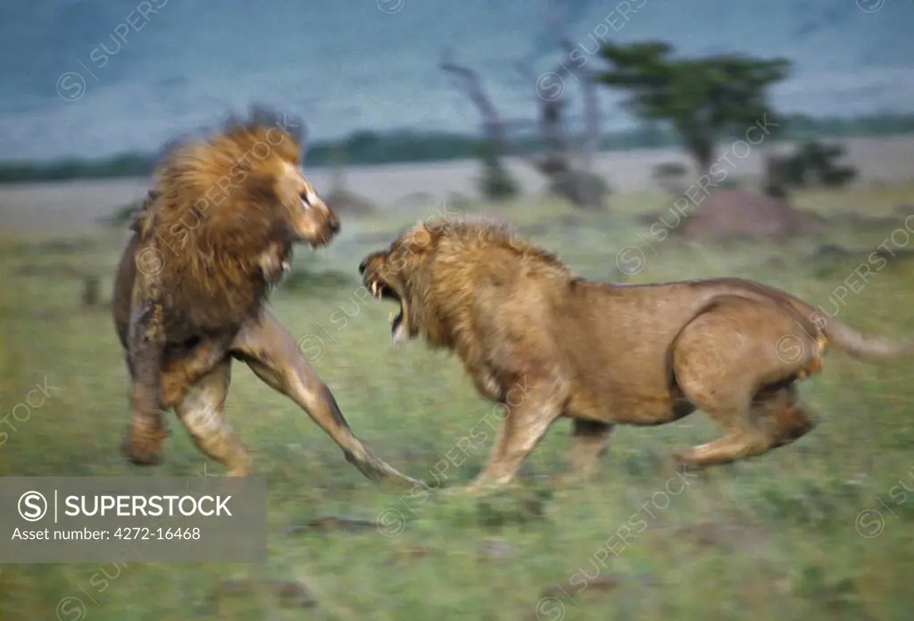 Two male lions fight to the death in Masai Mara National Reserve. The lion on the left is already badly injured.