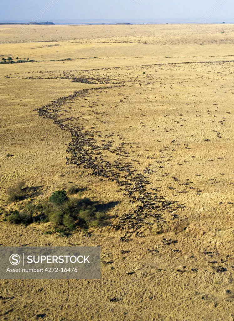 An aerial photograph of the wildebeest migration in Masai Mara. Up to 1.5 million wildebeest join the migration from Serengeti, Tanzania, to the Mara and back each year.