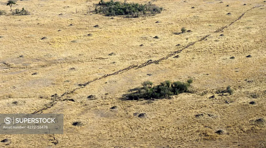 An aerial photograph of a long line of wildebeest during their migration in Masai Mara. Up to 1.5 million wildebeest join the migration from Serengeti, Tanzania, to the Mara and back each year.