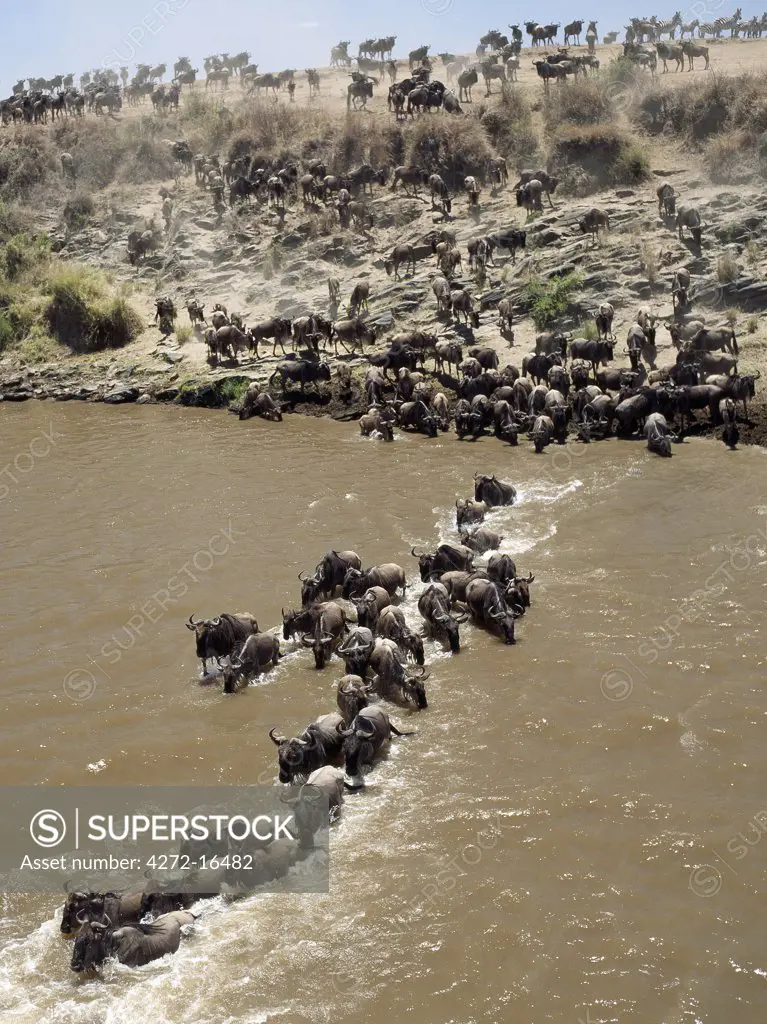 During the annual migration of up to 1.5 million wildebeest  from Serengeti, Tanzania, to the Mara and back each year, the animals ford or swim across the Mara River on several occasions.