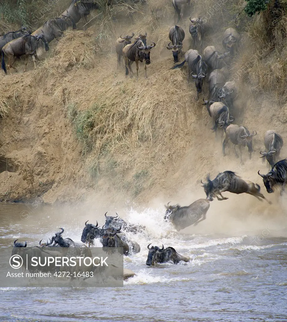During the annual migration of up to 1.5 million wildebeest  from Serengeti, Tanzania, to the Mara and back each year, the animals ford or swim across the Mara River on several occasions.