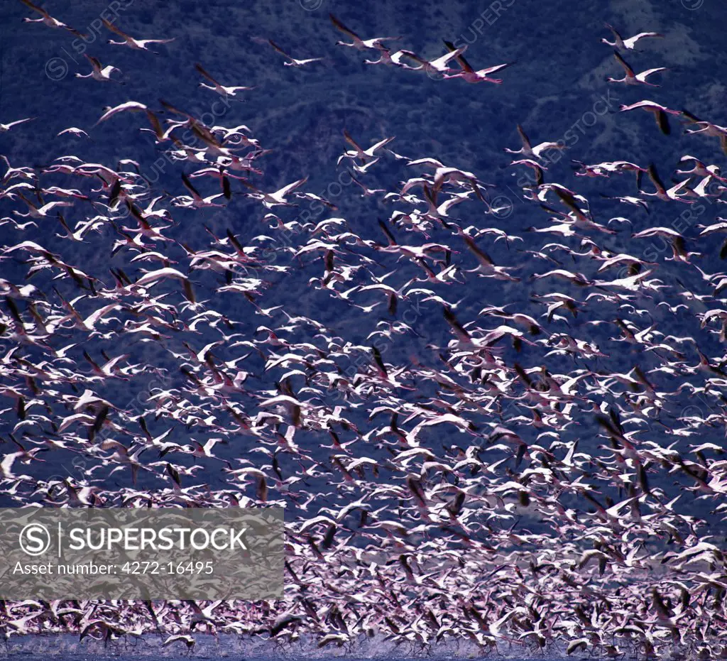 Lesser flamingos (Phoeiniconaias minor) in flight over Lake Nakuru, an alkaline lake of the Rift Valley system where tens of thousands of them may be seen lining the shores for many months of the year.