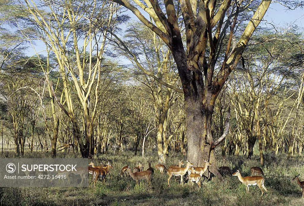 A herd of graceful impala antelopes (Aepyceros melampus) graze beneath yellow-barked 'fever trees' (Acacia xanthophloea) in Lake Nakuru National Park. Nineteenth-century European explorers gave the tree its nickname because it flourishes in places of high groundwater, which attracts mosquitoes.  The link between 'fever' - in fact, malaria - and mosquitoes was not recognized until the 1880's.