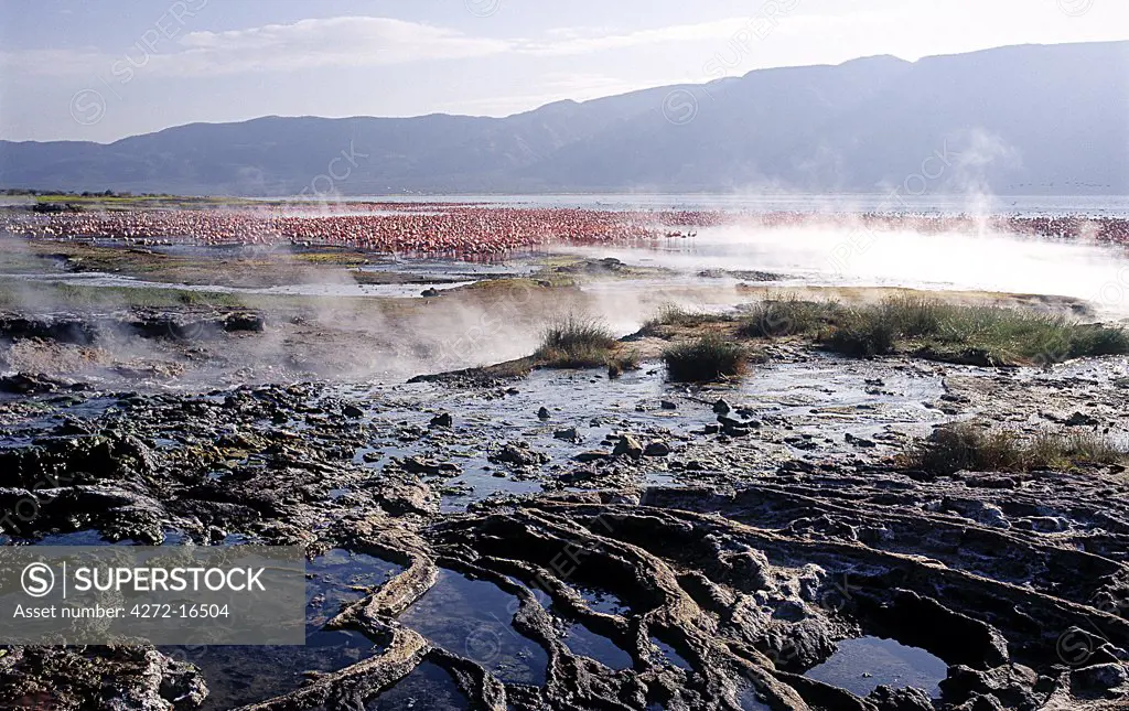 Geysers, hot springs and thousands of lesser flamingos are a feature of Lake Bogoria, a long, narrow alkaline lake that nestles at the foot of the Siracho Escarpment, south of Lake Baringo.