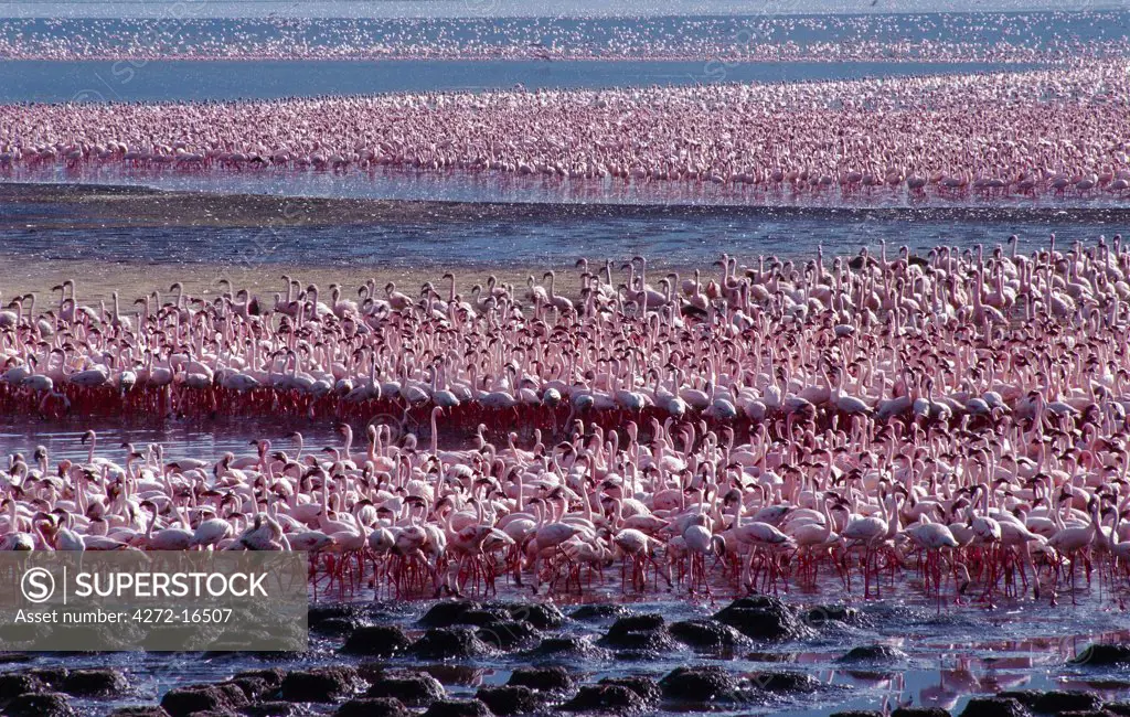Tens of thousands of lesser flamingos (Phoeniconaias minor) line the shores of Lake Bogoria, feeding on blue-green algae (Spirulina platensis) that grows profusely in its warm alkaline waters.