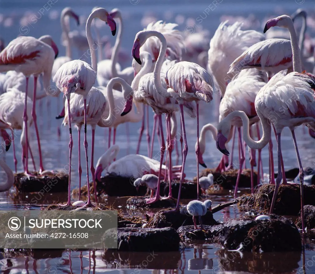 Greater flamingos (Phoenicopterus ruber) stand watch over their eggs and chicks at Lake Bogoria.  Only on very rare occasions do the birds breed on this warm, alkaline lake.