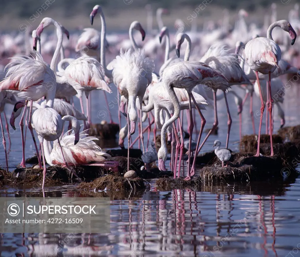 Greater flamingos (Phoenicopterus ruber) stand watch over their eggs and chicks at Lake Bogoria.  Only on very rare occasions do the birds breed on this warm, alkaline lake.