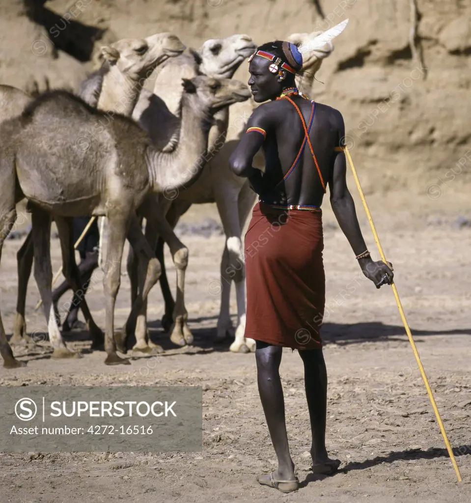 A Pokot warrior with a traditional blue clay hairstyle tends his camels in a lugga  (seasonal watercourse) while waiting his turn to water them from a deep well.