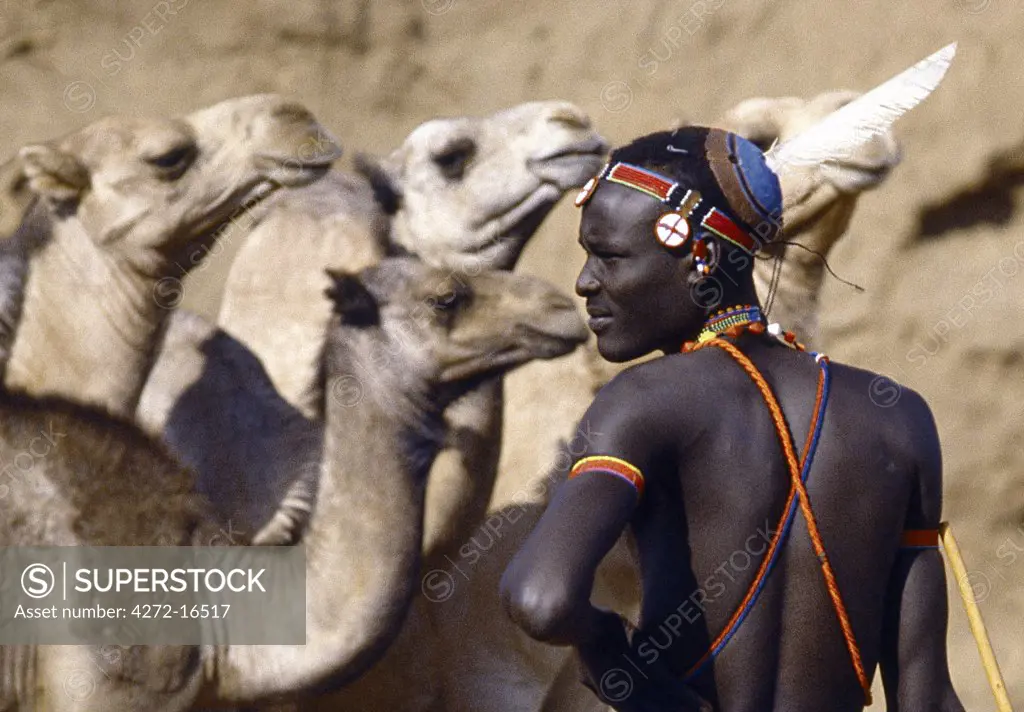 A Pokot warrior with a traditional blue clay hairstyle tends his camels in a lugga  (seasonal watercourse) while waiting his turn to water them from a deep well.