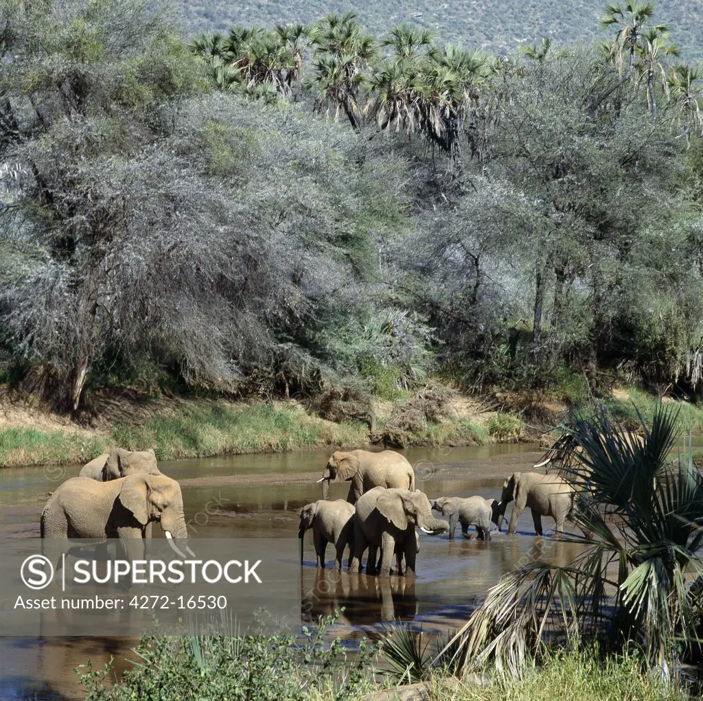 A herd of elephants drinks from the Uaso Nyiru River, a lifeline for wild animals and livestock in the low-lying, semi-arid regions of Maralal and Isiolo districts.