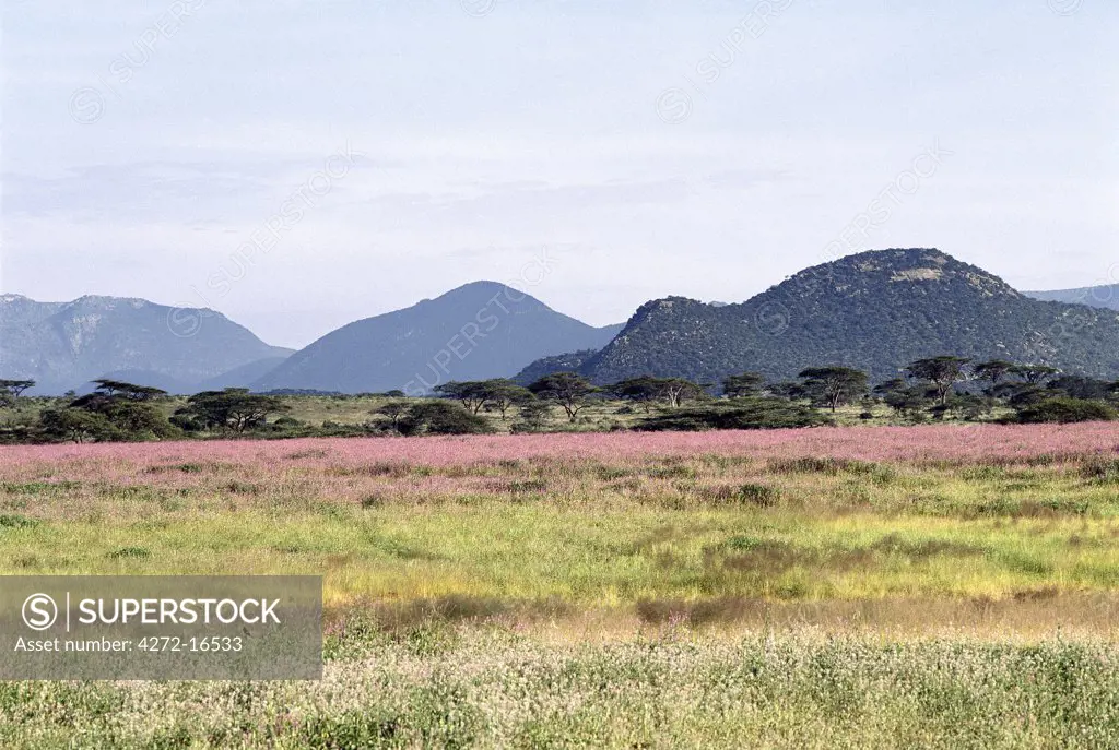 When bountiful rain falls after many months of dry, dusty conditions, the semi-arid countryside of Northern Kenya comes alive with a profusion of wild flowers. Livestock put on weight, cows come back into milk and the pastoral people can relax for a while.