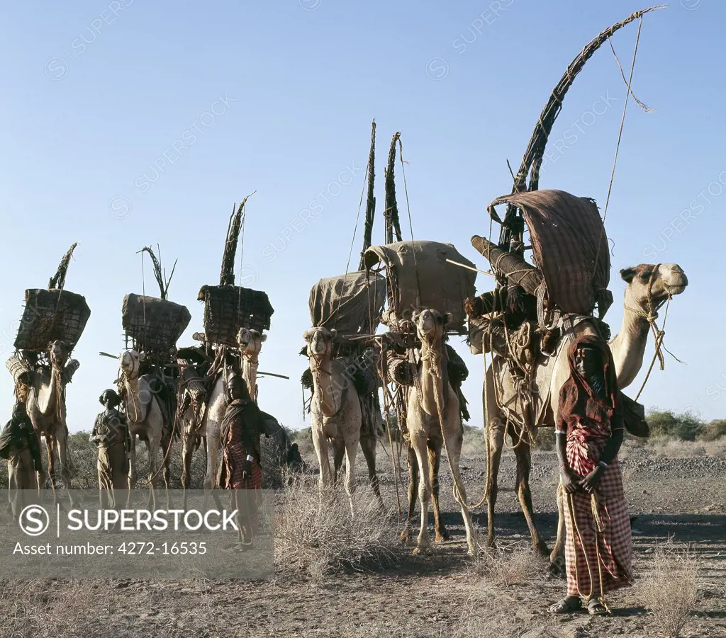 Women of the nomadic Gabbra tribe prepare to move their family's possessions by camel.  The long sticks are the structures for their dome-shaped houses, which are covered with hides and wild sisal mats. The camel-owning Gabbra live in the semi-desert terrain of Northern Kenya and Southern Ethiopia.