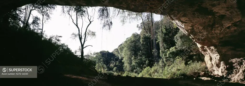 Largest of the caves on the massive extinct volcano of Mount Elgon is Kitum Cave.  Elephants regularly visit this cave at night to eat salt, which they dig from the cave walls and floor with their tusks.