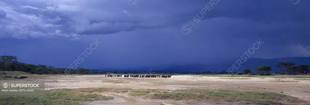 As storm clouds approach from the Aberdare Mountains, a herd of buffalos pauses on the soda flats of Lake Elmenteita, a shallow, ephemeral alkaline lake, which lies in the trough of the Gregory Rift between Lakes Naivasha and Nakuru.  Lesser flamingos frequent Elmenteita and pelicans sometimes breed on its small islands